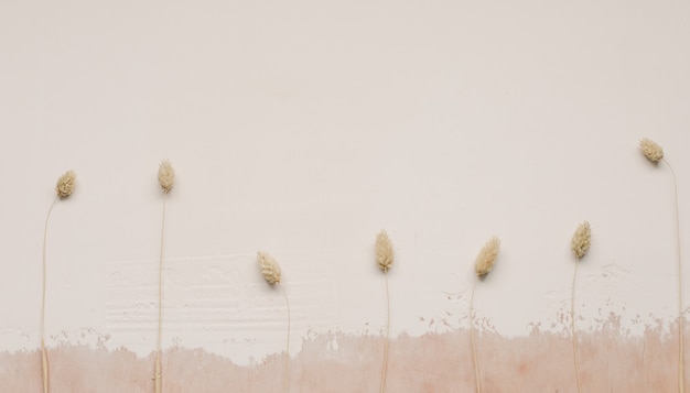 Dry flowers on white textured surface