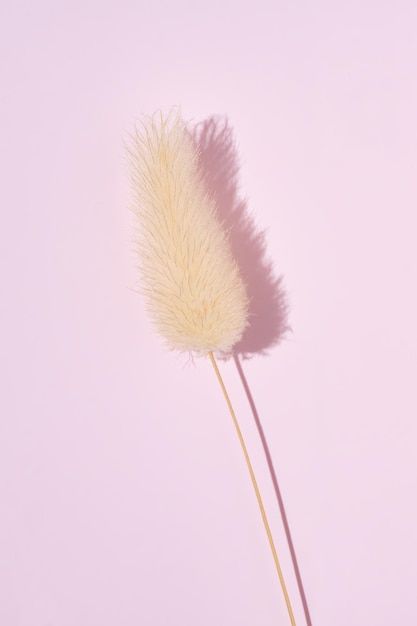 Photo dry fluffy bunny tails grass on pink background lagurus ovatus flowers poster floral card