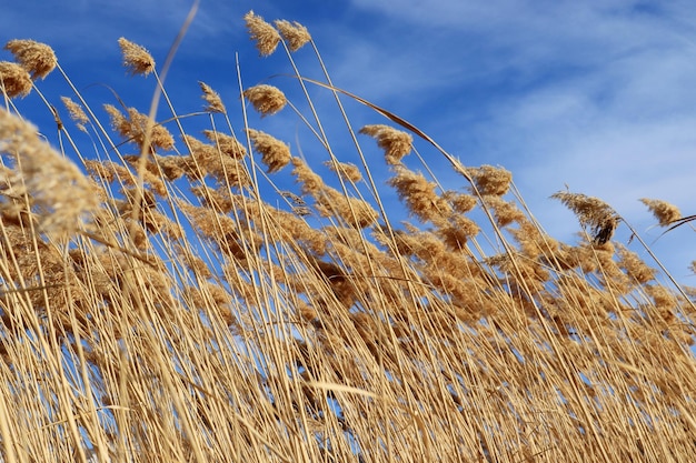 Dry fluffy reed nature background