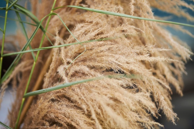 dry fluffy yellow grass close up soft focus