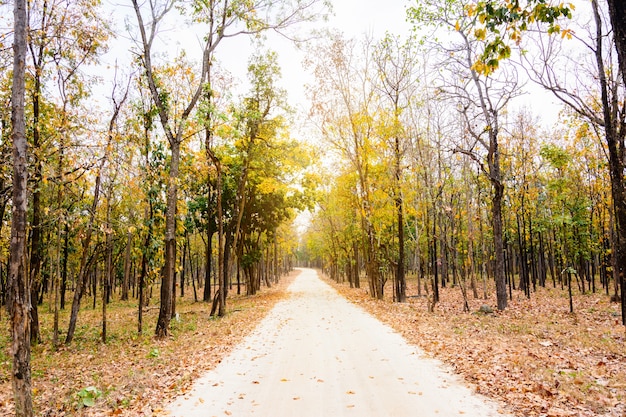 dry forest along the road to the park