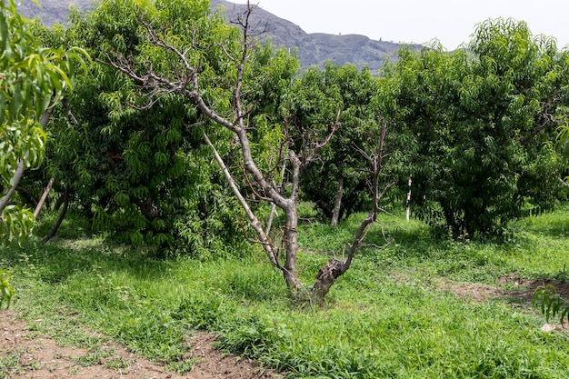 Dry fruit tree in the fruit orchard