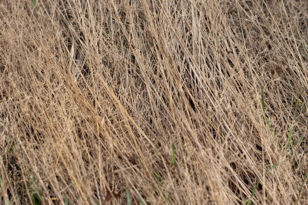 Dry furry panicles of Calamagrostis Ground Calamagrostis epigeios in a meadow with a copy space