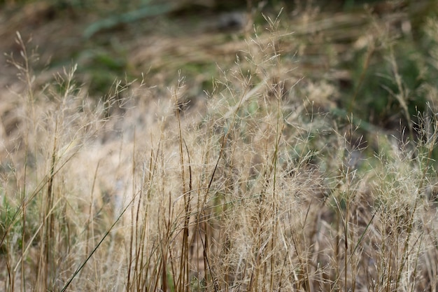 Сухие пушистые метелки Calamagrostis Ground Calamagrostis epigeios на лугу с копией пространства