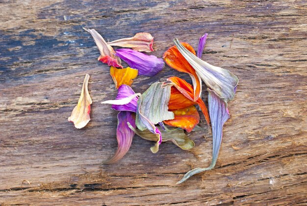 dry gerbera flower on a wood backgroundimage