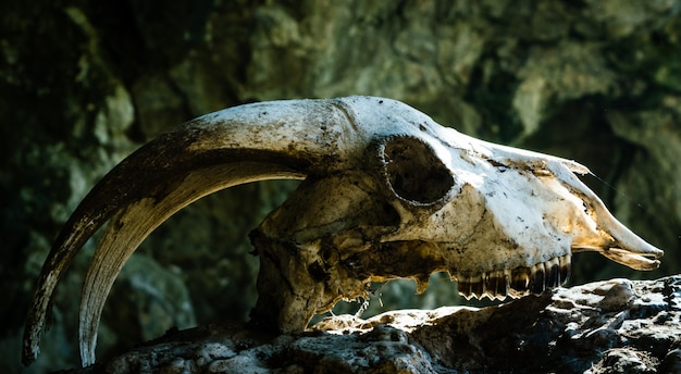 Dry goat skull with big horns on a stone, with the rays of the sun beating on his forehead.