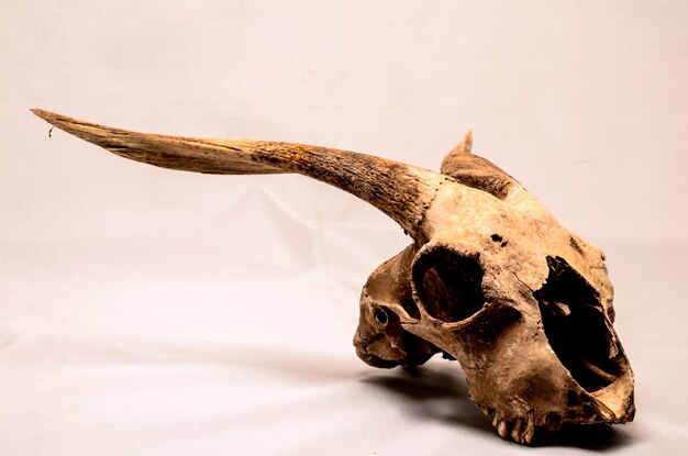 Dry goat skull with big