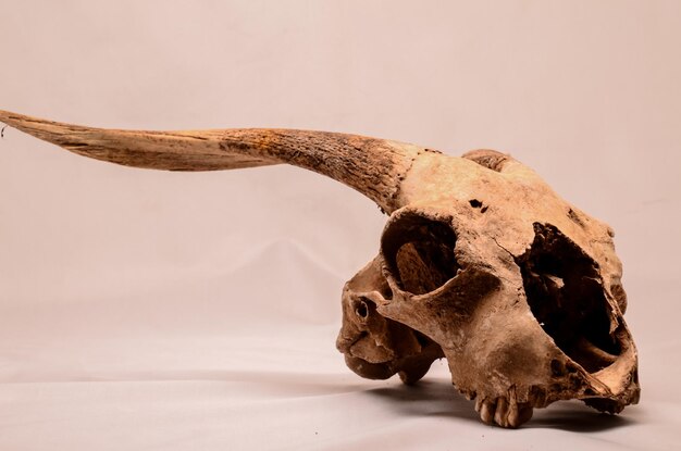 Photo dry goat skull with big