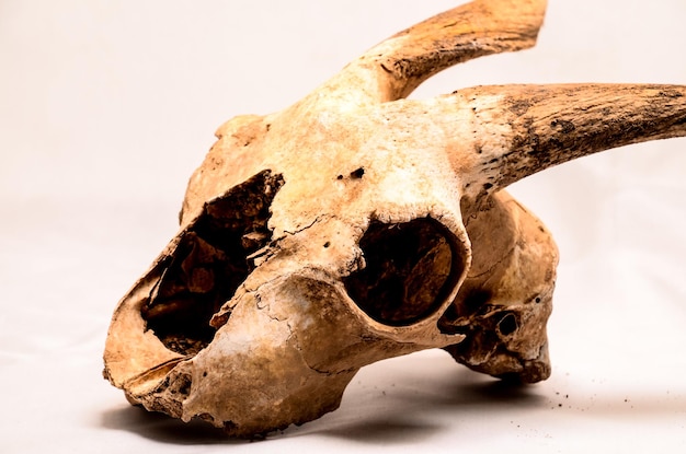 Dry Goat Skull with Big