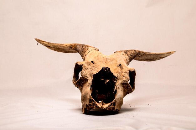 Dry goat skull with big