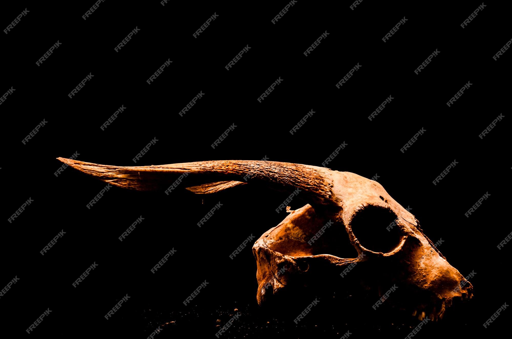 Premium Photo | Dry goat skull with big