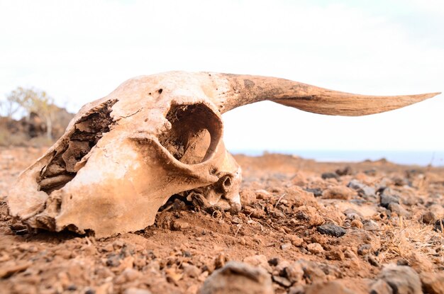 Dry Goat Skull