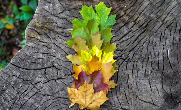 dry golden yellow green red leaves on car mirror or lateral window,raindrops wet autumn fall mood