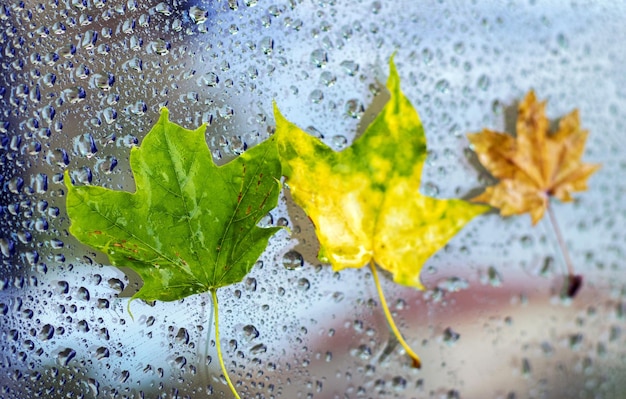 dry golden yellow green red leaves on car mirror or lateral window,raindrops wet autumn fall mood