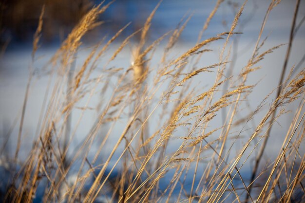 Dry grass against the snow field