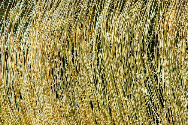 Сухая трава на заднем плане Сухие паникулы Miscanthus sinensis качаются на ветру в начале весны