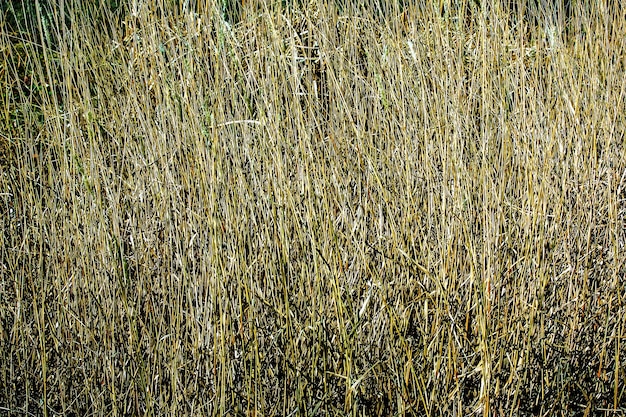 Сухая трава на заднем плане Сухие паникулы Miscanthus sinensis качаются на ветру в начале весны