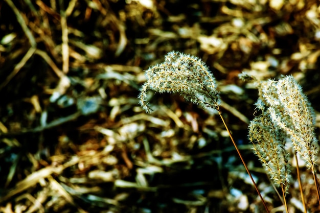 건조한 풀 배경 Miscanthus sinensis의 건조한 파니클은 봄 초에 바람에 흔들립니다.