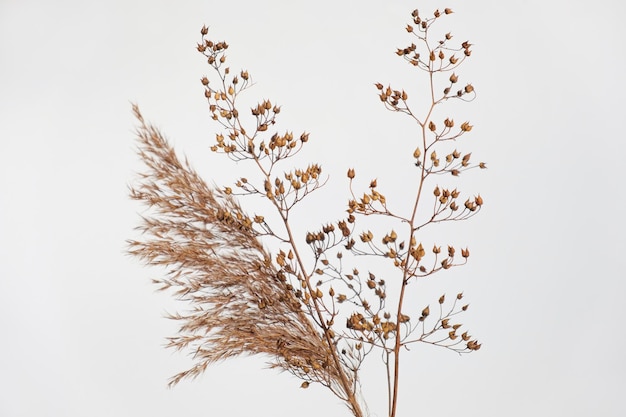 写真 乾燥した草 美しい枯れた植物 白いクリーム色の花 ナチュラル中性の地球の色