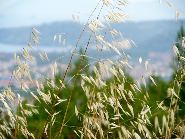 Dry grass on a blurry background