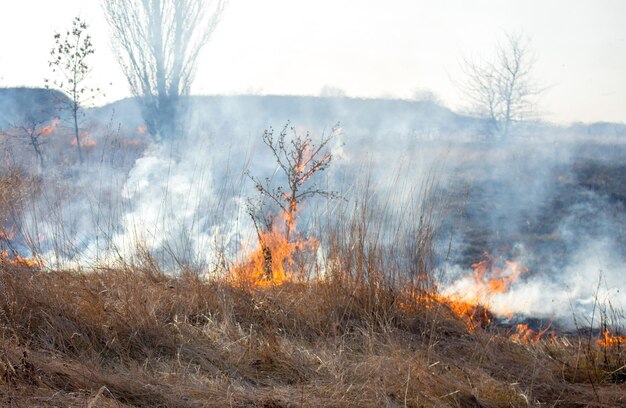 Dry grass burning on field during day closeup burning dry grass in field flame fire smoke ash dried
