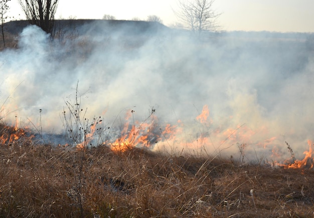 Dry grass burning on field during day closeup burning dry grass in field flame fire smoke ash dried