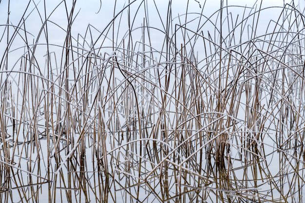 dry grass covered with hoarfrost