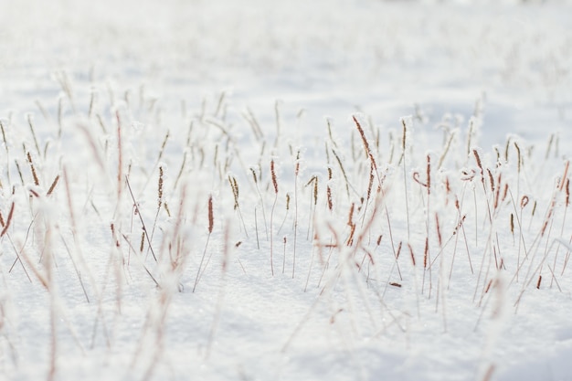 写真 雪と霜で覆われた乾いた草。