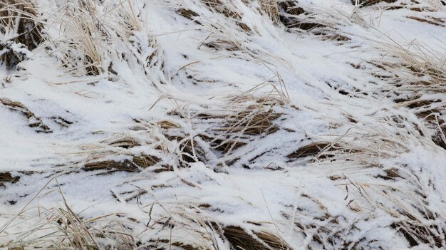 Dry grass covered with snow closeup