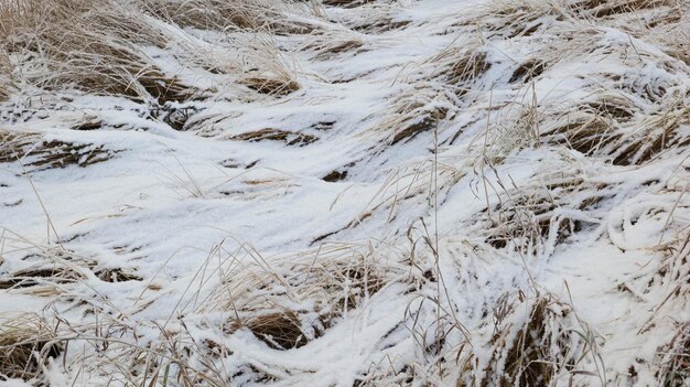 Dry grass covered with snow