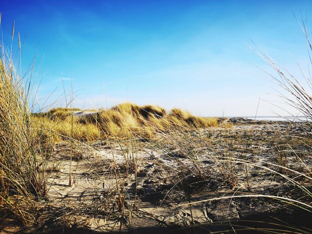 Dry grass on field against clear sky