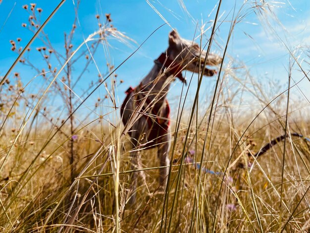 Dry grass on field against sky