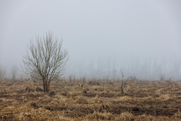 Dry grass field at foggy spring morning with alone young tree