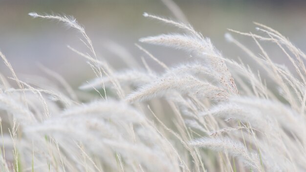 dry grass flower blowing in the wind, red reed sway in the wind