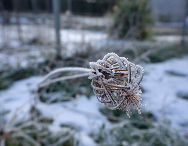 晴れた日の雪の中で霜で覆われた乾いた草や花