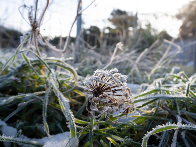 晴れた日の雪の中で霜で覆われた乾いた草や花