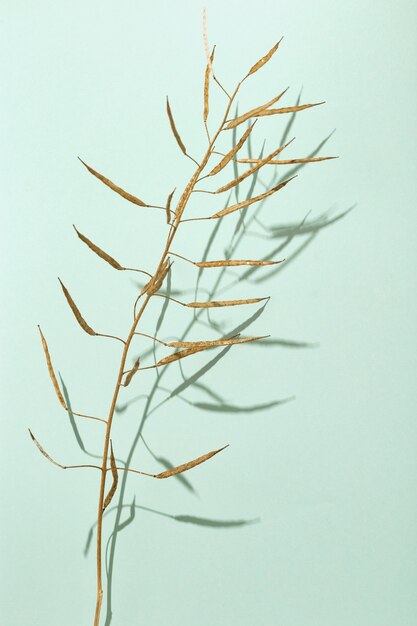 Dry grass golden colored on light surface