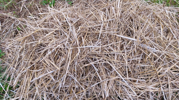 dry grass hay