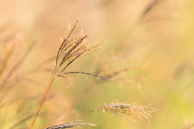 The dry grass is inclined by the wind in the summer.