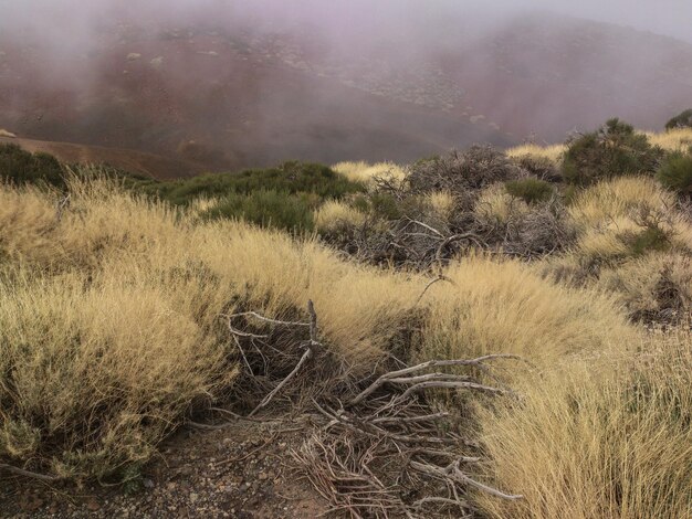 Photo dry grass on landscape