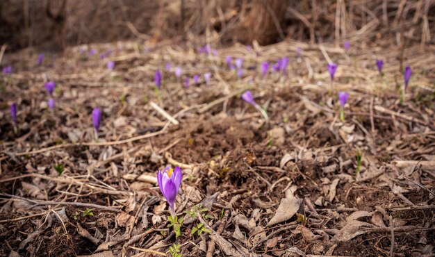 Photo dry grass meadow with wild purple iris crocus heuffelianus flowers closeup detail