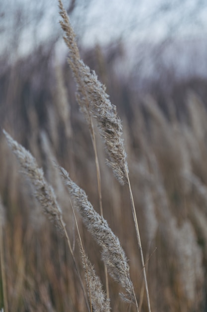 Сухая трава естественный фон Осенняя природа Закат в поле пастельные тона