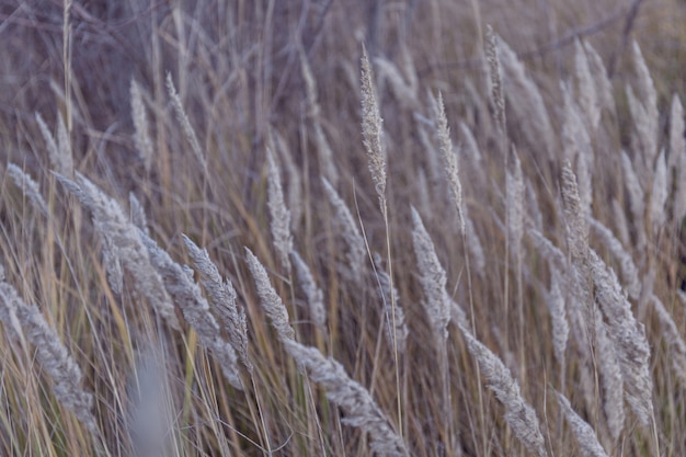 Dry grass natural background Autumn nature Sunset in the field