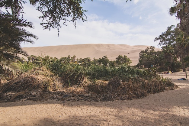 dry grass and plants on sand dunes