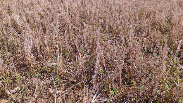 dry grass plants