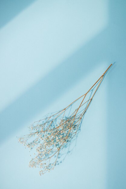 Dry grass and shadows on a blue background