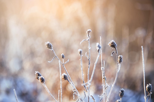 Dry grass in the snow against the backlight