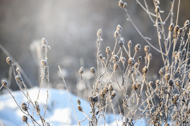 Dry grass in the snow against the backlight