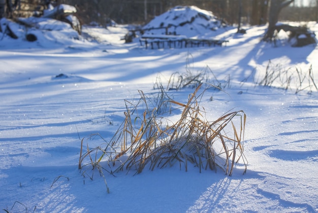 晴れた冬の日の雪に覆われた牧草地の乾いた草。