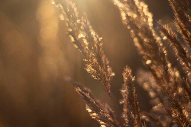 Dry grass in sun light in field details of morning nature golden hour in park